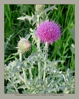 Flodman's thistle, Cirsium flodmanii #1