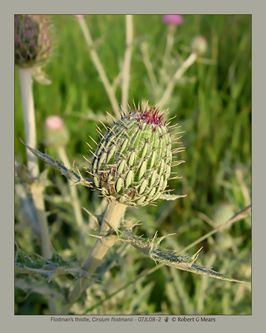 Flodman's thistle, Cirsium flodmanii #2