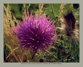 Flodman's thistle, Cirsium flodmanii -4