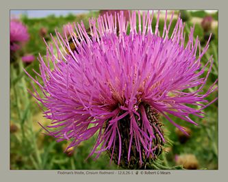 Flodman's thistle, Cirsium flodmanii #5