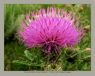 Flodman's thistle, Cirsium flodmanii #6