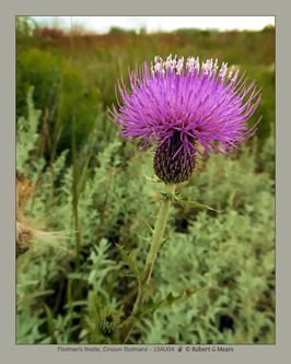 Flodman's thistle, Cirsium flodmanii #3