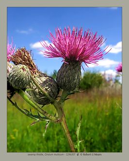 swamp thistle, Cirsium muticum