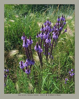 blue vervain, Verbena hastata #1