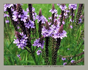 blue vervain, Verbena hastata #3