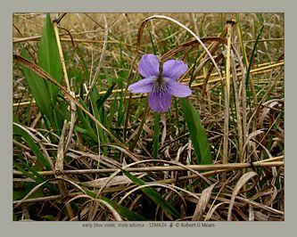 early blue violet, Viola adunca