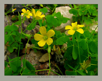 yellow woodsorrel, Oxalis stricta L