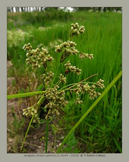 woolgrass, Scirpus cyperinus L Kunth #2
