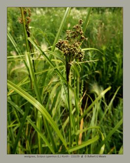 woolgrass, Scirpus cyperinus L Kunth #1