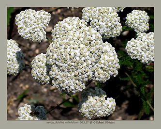 yarrow, Achillea millefolium